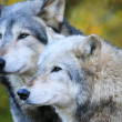 pair of gray wolves in a forest