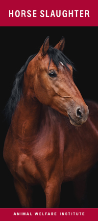 Horse Slaughter Brochure Cover Horse Slaughter Brochure Cover