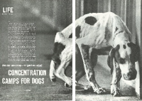 Concentration Camps for Dogs Cover