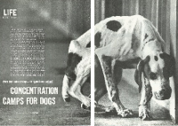Concentration Camps for Dogs Cover Concentration Camps for Dogs Cover