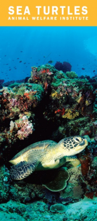 Sea Turtles Brochure Cover