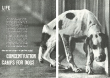 Concentration Camps for Dogs Cover Concentration Camps for Dogs Cover