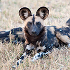 African Wild Dog