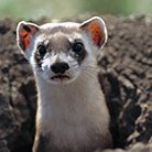 Black-Footed Ferret