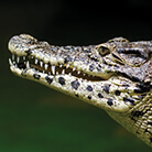 Cuban Crocodile