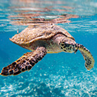 Hawksbill Sea Turtle