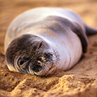Monk Seal