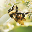 Rusty-Patched Bumble Bee