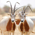 Scimitar-Horned Oryx