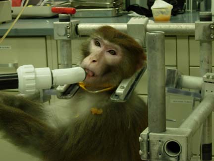 Rhesus male being rewarded with fruit juice for sitting calmly in the restraint chair