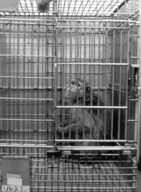 Single-caging of macaques